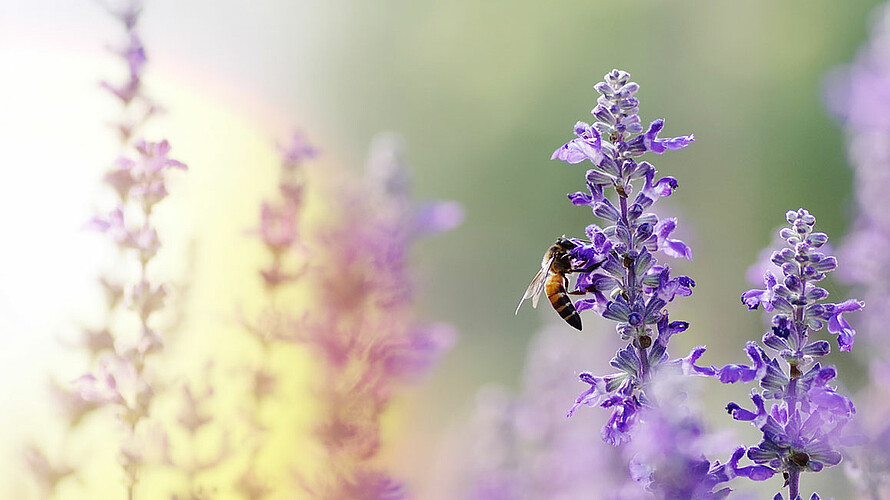 Eine Biene saugt Nektar aus dem Stempel einer Lavendelblüte.