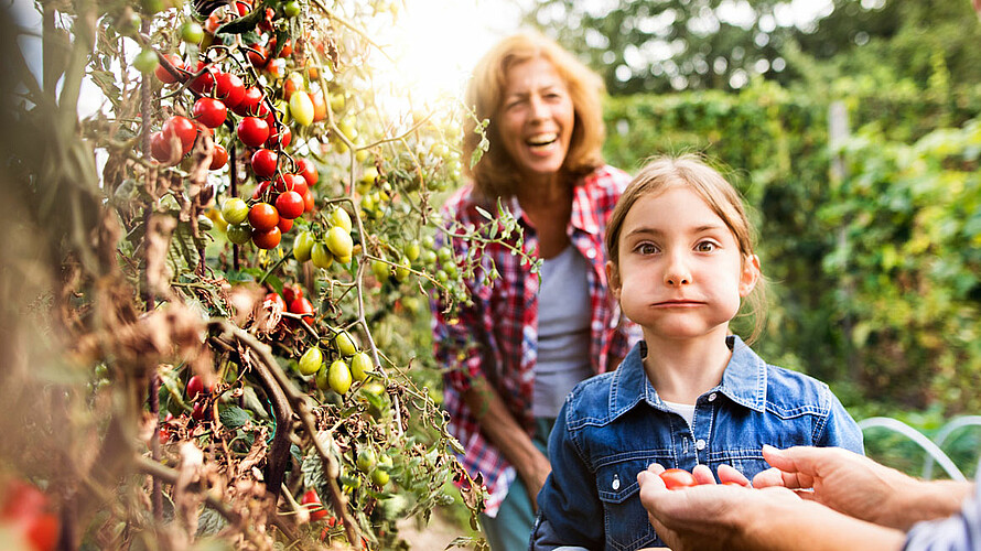 Frau, Mann und Kind stehen lachend im Garten vor einem Tomatenstrauch. Im Zentrum das Kind mit zwei kleinen Tomaten im Mund.