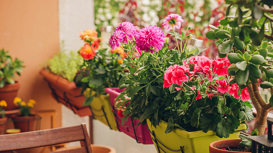 Blumen und Pflanzen auf einem Balkon