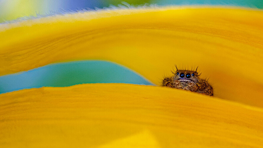 Bild zeigt Phidippus ist eine Gattung aus der Familie Salticidae (Springspinnen).