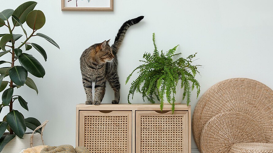 Eine Katze steht in einer Wohnung auf einem Schrank und schaut auf eine Pflanze rechts neben ihr.