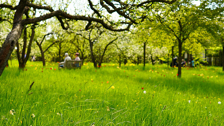 Eine grüne Wiese in einem Berliner Park