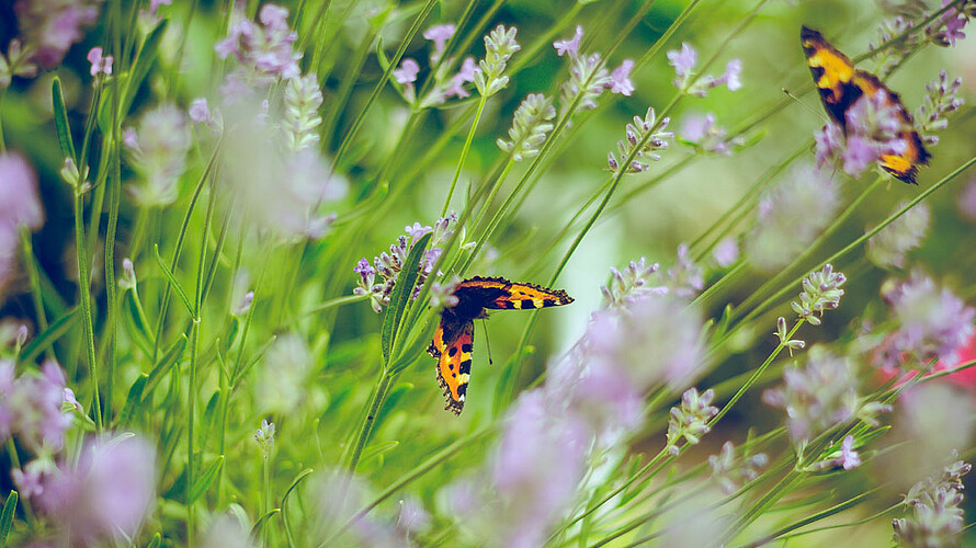 Schmetterlinge sitzen auf Blüten.