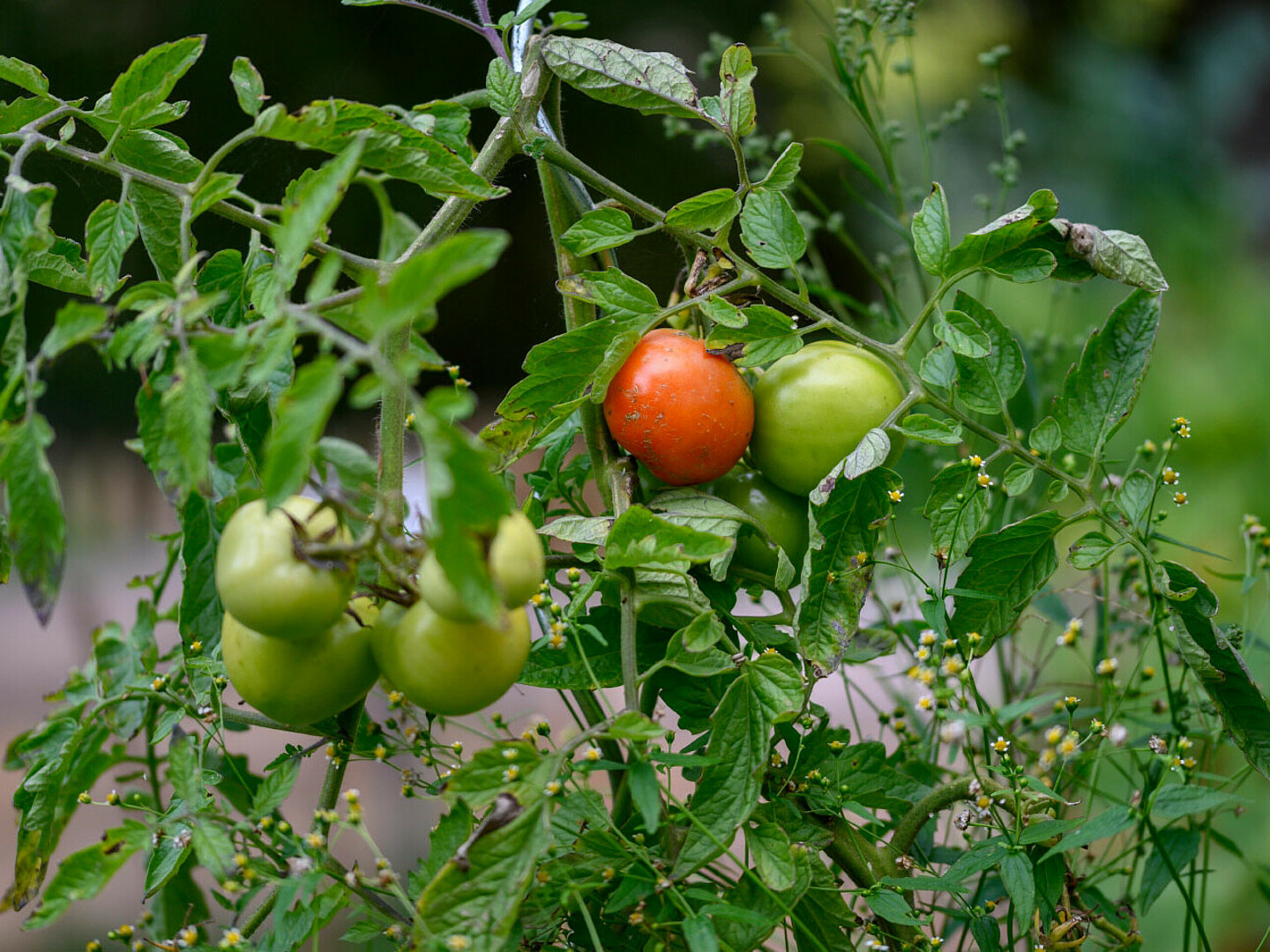 Eine Cocktail-Tomate wächst an einem Strauch. Einige sind rot, einige noch unreif.