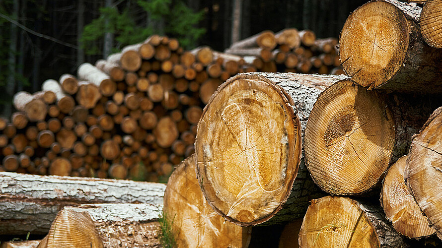 Close-up eines Holzstapels im Wald.